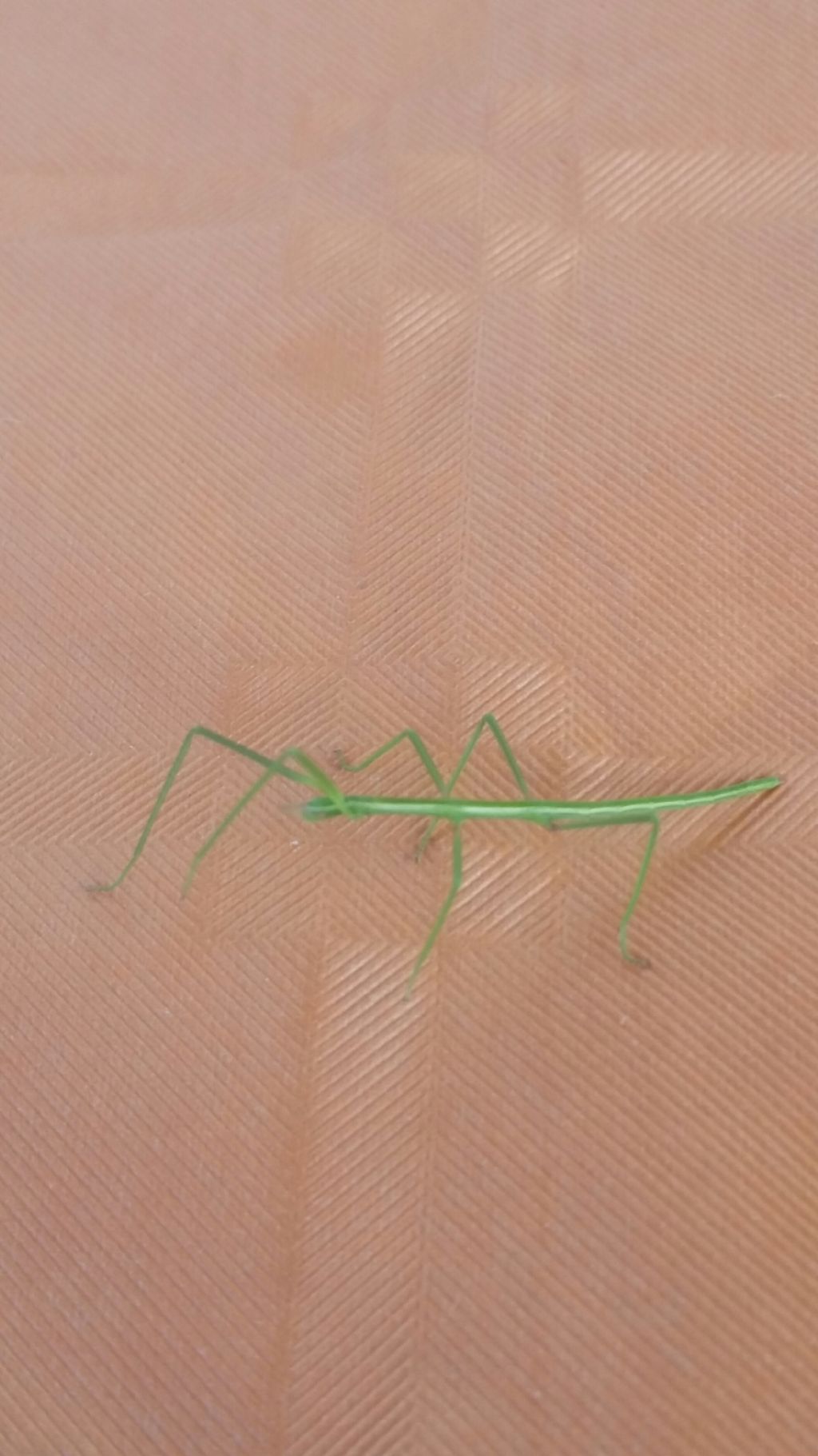 Mantide?  No, Phasmatodea: Clonopsis gallica(Bacillidae)
